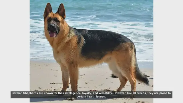 Video thumbnail for Common Health Issues in German Shepherds and How to Prevent Them