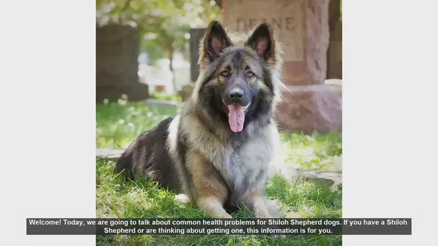Video thumbnail for Common Health Problems in Shiloh Shepherd Dogs