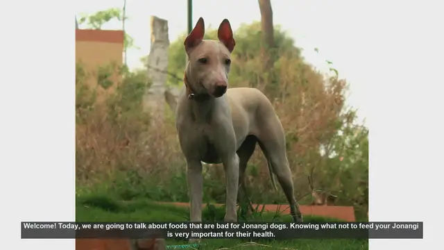 Video thumbnail for Foods to Avoid Feeding Your Jonangi Dog