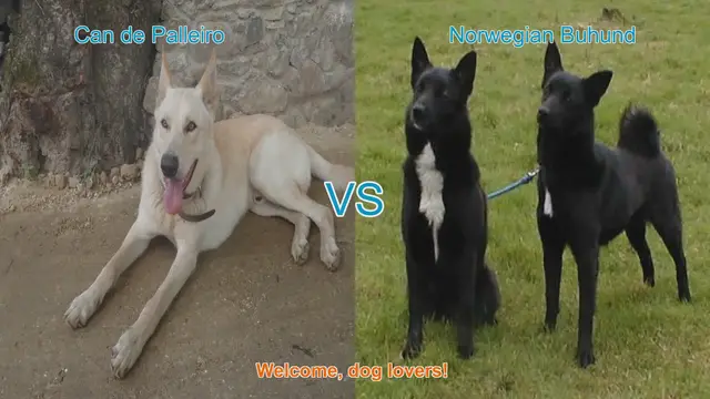 Video thumbnail for Can de Palleiro vs. Norwegian Buhund: A Comparative Guide for Dog Lovers