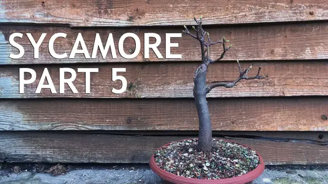 Video thumbnail for Sycamore Bonsai, collected from a garden. 5