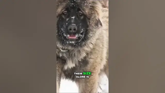 'Video thumbnail for Unleashing the Power of the Ultimate Protector: Meet the Majestic Guard Dog'