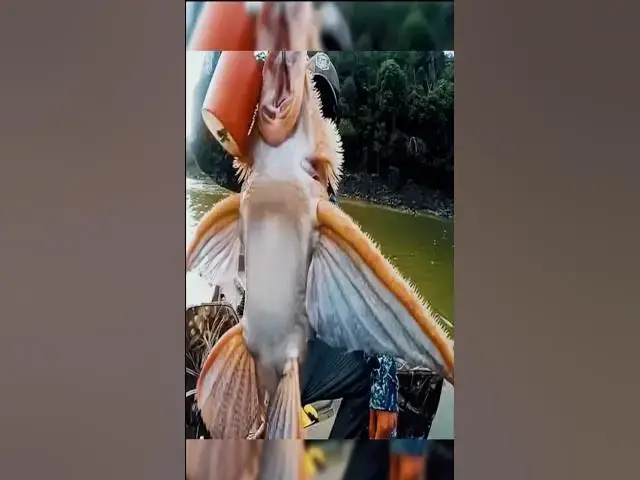 'Video thumbnail for Fisherman Catches Fish With Wings, Then Finds Out What It Really Is'