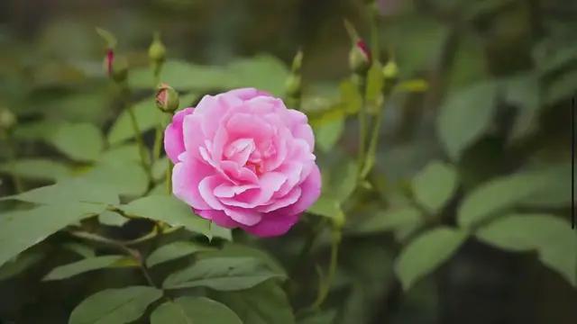 'Video thumbnail for Les 5 Meilleures Méthodes pour Fertiliser vos Rosiers : Guide Ultime'