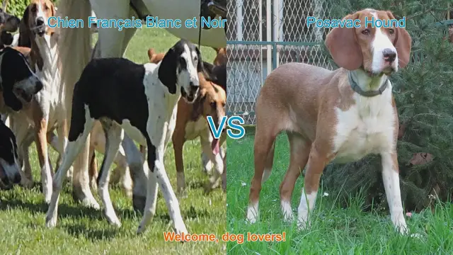 Video thumbnail for Dog Breed Comparison: Chien Français Blanc et Noir vs. Posavac Hound