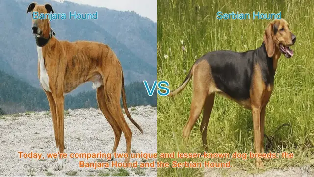 Video thumbnail for Banjara Hound vs. Serbian Hound: A Comparative Guide