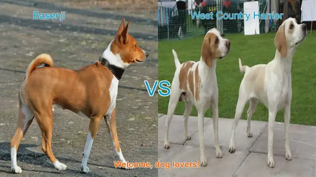 Video thumbnail for Basenji vs. West Country Harrier: A Comparison of Unique Dog Breeds