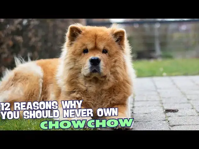 Video thumbnail for 12 Reasons Why You Should Never Own a Chow Chow 🐾
