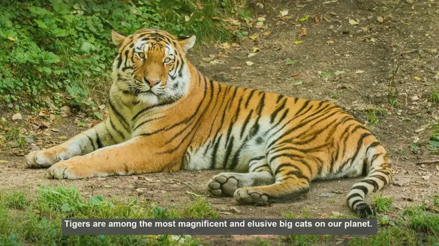 Video thumbnail for 10 Rare Tiger Behaviors Caught on Camera