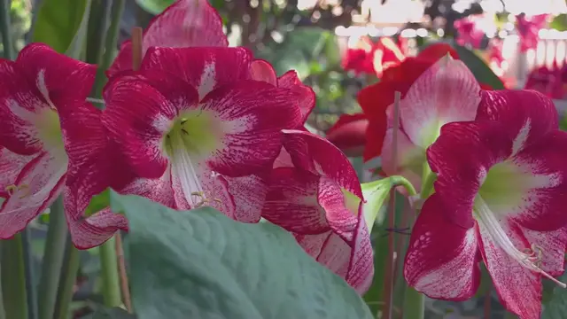 Video thumbnail for Visiting Botanical Gardens In Summer