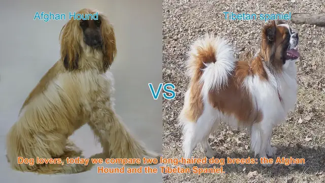 Video thumbnail for Comparing Afghan Hound and Tibetan Spaniel: Long-Haired Dog Breeds