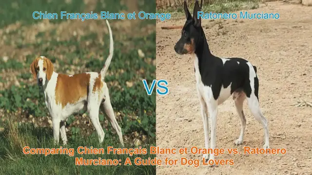 Video thumbnail for Comparing Chien Français Blanc et Orange vs. Ratonero Murciano: A Guide for Dog Lovers