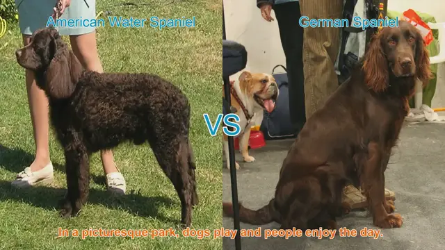 Video thumbnail for American Water Spaniel vs. German Spaniel: A Breed Comparison