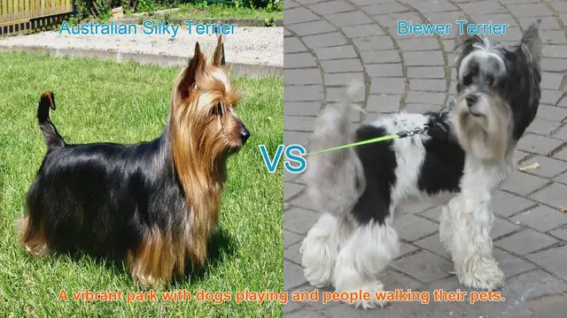 Video thumbnail for Comparing Australian Silky Terrier and Biewer Terrier: A Comprehensive Guide