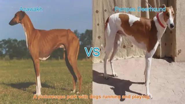 Video thumbnail for Azawakh vs. Pampas Deerhound: A Comparison of Long-Leg Dog Breeds