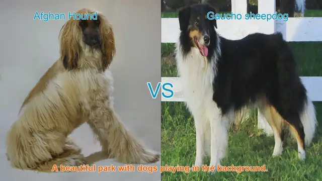 Video thumbnail for Comparing Afghan Hounds and Gaucho Sheepdogs: Origins, Characteristics, and Temperaments