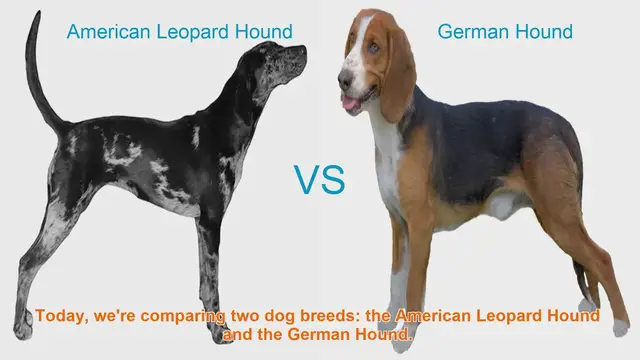 Video thumbnail for American Leopard Hound vs. German Hound: A Comparison of Two Hunting Breeds