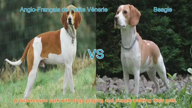 Video thumbnail for Dog Breed Comparison: Anglo-Français de Petite Vénerie vs. Beagle