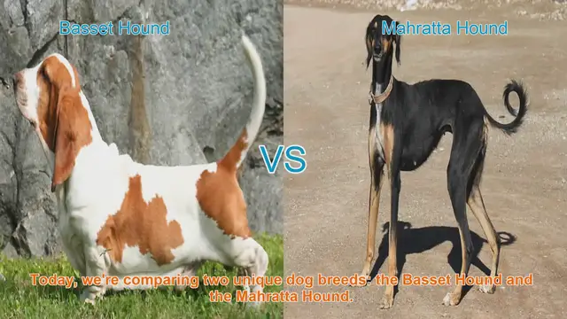Video thumbnail for Basset Hound vs. Mahratta Hound: A Comparison of Two Unique Dog Breeds