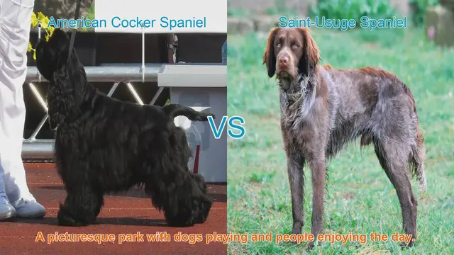 Video thumbnail for American Cocker Spaniel vs. Saint-Usuge Spaniel: A Breed Comparison