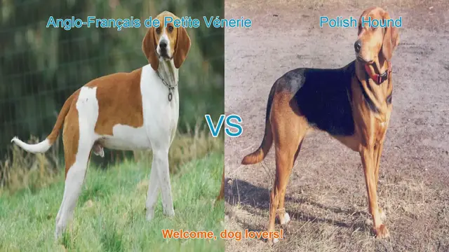 Video thumbnail for Dog Breed Comparison: Anglo-Français de Petite Vénerie vs. Polish Hound