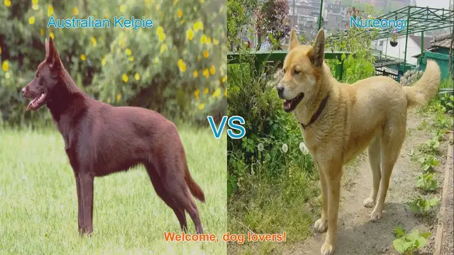 Video thumbnail for Australian Kelpie vs. Nureongi: A Comparative Guide for Dog Lovers