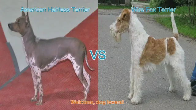Video thumbnail for American Hairless Terrier vs. Wire Fox Terrier: A Comparison