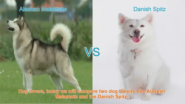 Video thumbnail for Alaskan Malamute VS Danish Spitz