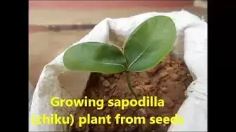 Video thumbnail for Growing sapodilla plant from seeds / How to grow chiku plant from seeds.