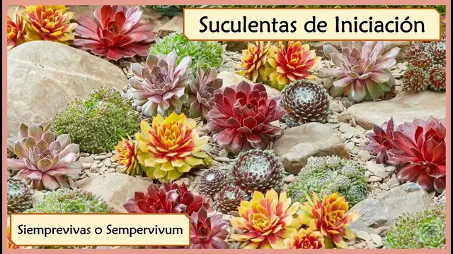 'Video thumbnail for 🌸 Suculentas para Novatos - Siemprevivas o Sempervivum 🥇'