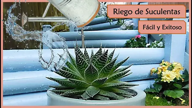 'Video thumbnail for 💧Cómo Regar Suculentas con Éxito 🥇'