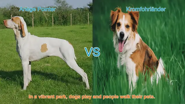 Video thumbnail for Ariège Pointer vs. Kromfohrländer: A Comparison of Unique Dog Breeds