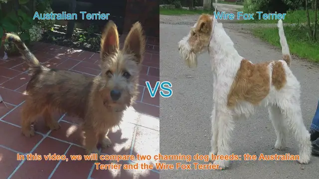 Video thumbnail for Comparing Australian Terrier vs. Wire Fox Terrier: Which Breed is Right for You?