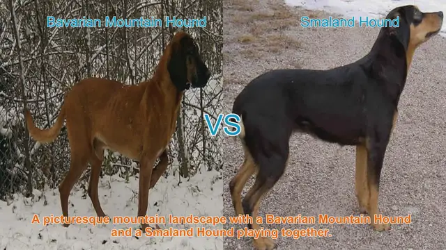 Video thumbnail for Bavarian Mountain Hound vs. Smaland Hound: A Comparative Guide