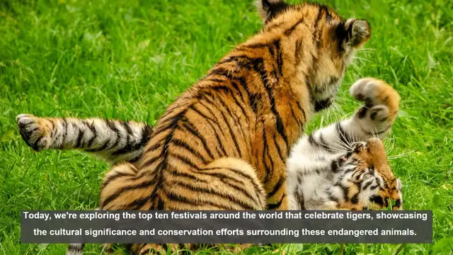 Video thumbnail for 10 Global Festivals Celebrating Tigers: Culture and Conservation