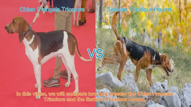 Video thumbnail for Comparing Chien Français Tricolore and Serbian Tricolour Hound: A Comprehensive Guide