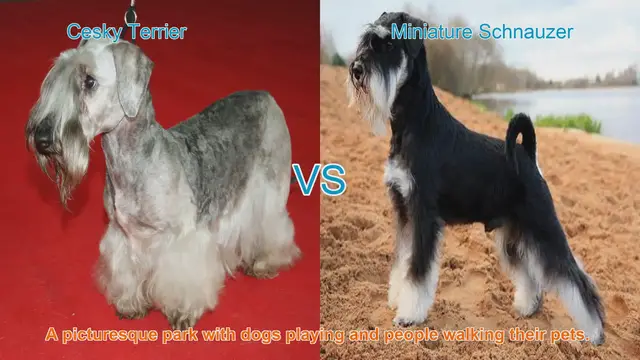 Video thumbnail for Charming Dog Breeds: Cesky Terrier vs. Miniature Schnauzer