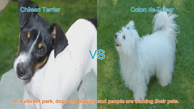 Video thumbnail for Exploring the Unique Traits of Chilean Terrier and Coton de Tulear
