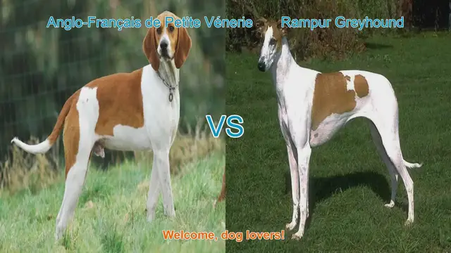 Video thumbnail for Dog Breed Showdown: Anglo-Français de Petite Vénerie vs. Rampur Greyhound