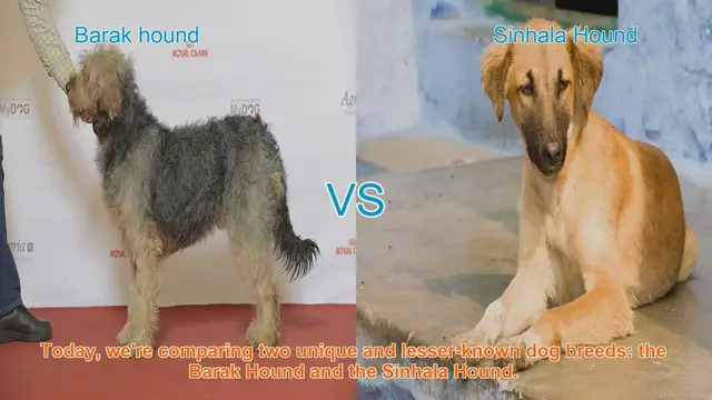 Video thumbnail for Barak Hound vs. Sinhala Hound: A Comprehensive Comparison