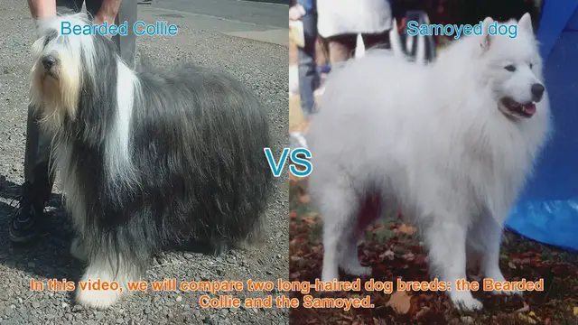 Video thumbnail for Bearded Collie vs. Samoyed: A Comparison of Long-Haired Dog Breeds