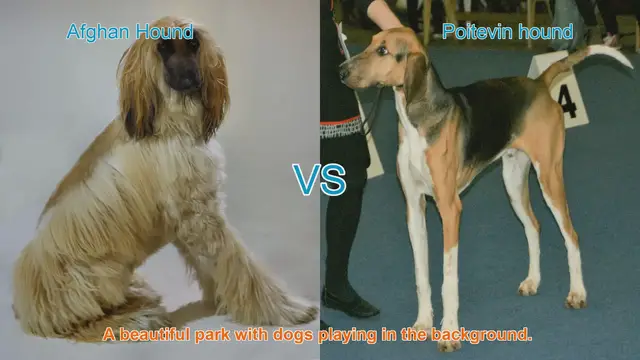 Video thumbnail for Exploring Afghan Hound and Poitevin Hound: Origins, Characteristics, and Temperaments