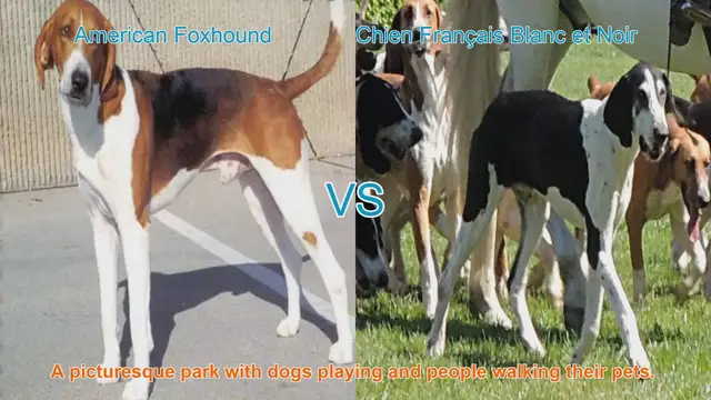 Video thumbnail for American Foxhound vs. Chien Français Blanc et Noir: A Comparative Guide