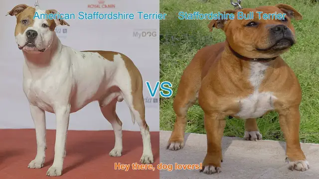 Video thumbnail for American Staffordshire Terrier vs. Staffordshire Bull Terrier: A Comparison
