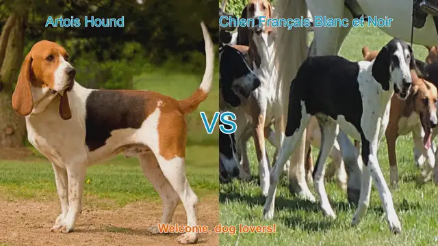 Video thumbnail for Artois Hound vs. Chien Français Blanc et Noir: A Comprehensive Comparison