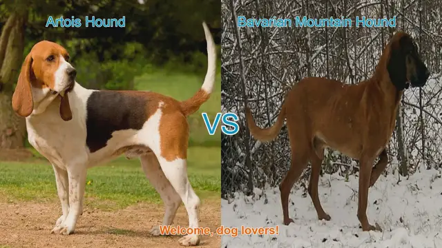 Video thumbnail for Artois Hound vs. Bavarian Mountain Hound: A Comparison for Dog Lovers