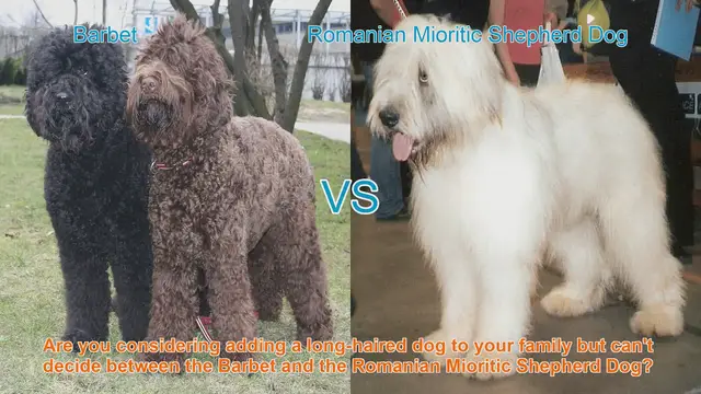 Video thumbnail for Barbet vs. Romanian Mioritic Shepherd Dog: A Comprehensive Breed Comparison