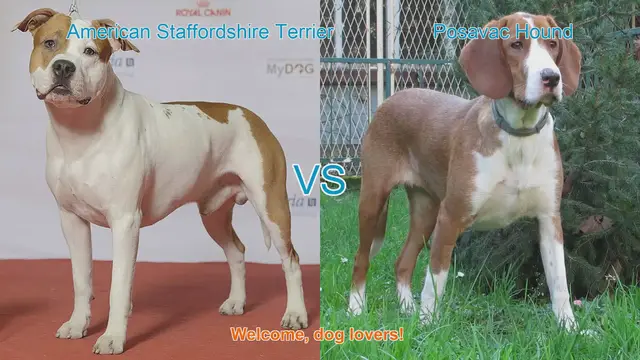 Video thumbnail for American Staffordshire Terrier vs. Posavac Hound: A Comprehensive Comparison