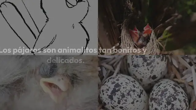 Video thumbnail for Pájaros para colorear