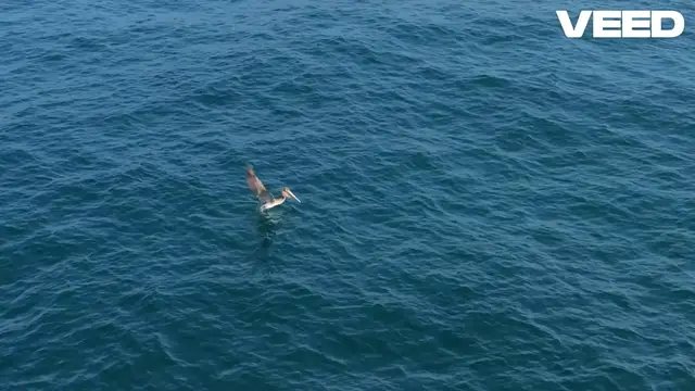 Video thumbnail for Jellyfish_ Ocean's Graceful Enigma Revealed